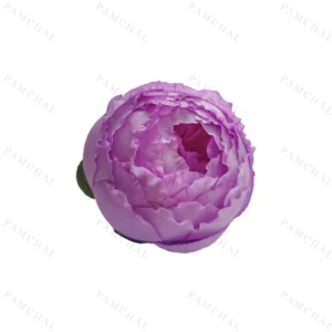 سرگل پائونیا یاسی تیره